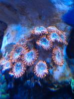 Zoantus, Dieren en Toebehoren, Vissen | Aquaria en Toebehoren, Ophalen