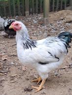 Wyandotte kriel hanen, Dieren en Toebehoren, Mannelijk, Kip