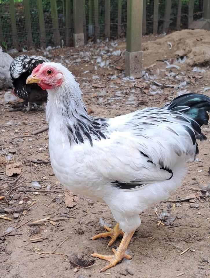 Wyandotte kriel hanen, Dieren en Toebehoren, Pluimvee, Kip, Mannelijk
