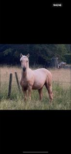 Palomino jaarling hengst met sterk springgefokt papier, Dieren en Toebehoren, Paarden, Springpaard, Minder dan 160 cm, Gechipt