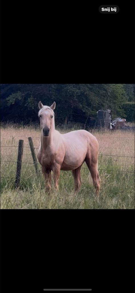 Palomino jaarling hengst met sterk springgefokt papier, Dieren en Toebehoren, Paarden, Hengst, Onbeleerd, Minder dan 160 cm, 0 tot 2 jaar
