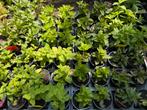 Lot de 10 menthes différentes, Tuin en Terras, Planten | Tuinplanten, Ophalen, Vaste plant, Kruiden