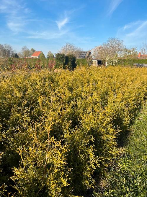 TE KOOP! - Thuja occidentalis 'Brabant' (750 stuks), Tuin en Terras, Planten | Struiken en Hagen, Haag, Conifeer, 100 tot 250 cm