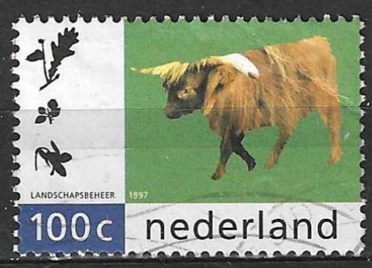 Nederland 1997 - Yvert 1582 - De Schotse Hooglander (ST), Postzegels en Munten, Postzegels | Nederland, Verzenden