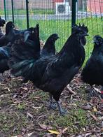 Ayam Cemani haan, Dieren en Toebehoren, Pluimvee