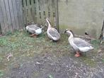 Gans, Dieren en Toebehoren, Pluimvee, Meerdere dieren, Gans of Zwaan