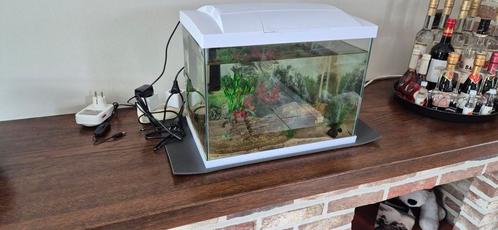 Aquarium superfish, Dieren en Toebehoren, Vissen | Aquaria en Toebehoren, Ophalen