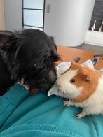 Hondenopvang, Ophalen