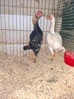 Ko Shamo uit Nederland, Dieren en Toebehoren, Meerdere dieren, Kip