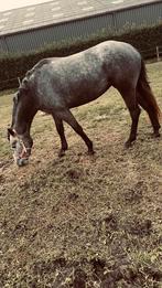 D/e pony gezocht, Dieren en Toebehoren, Merrie, Onbeleerd