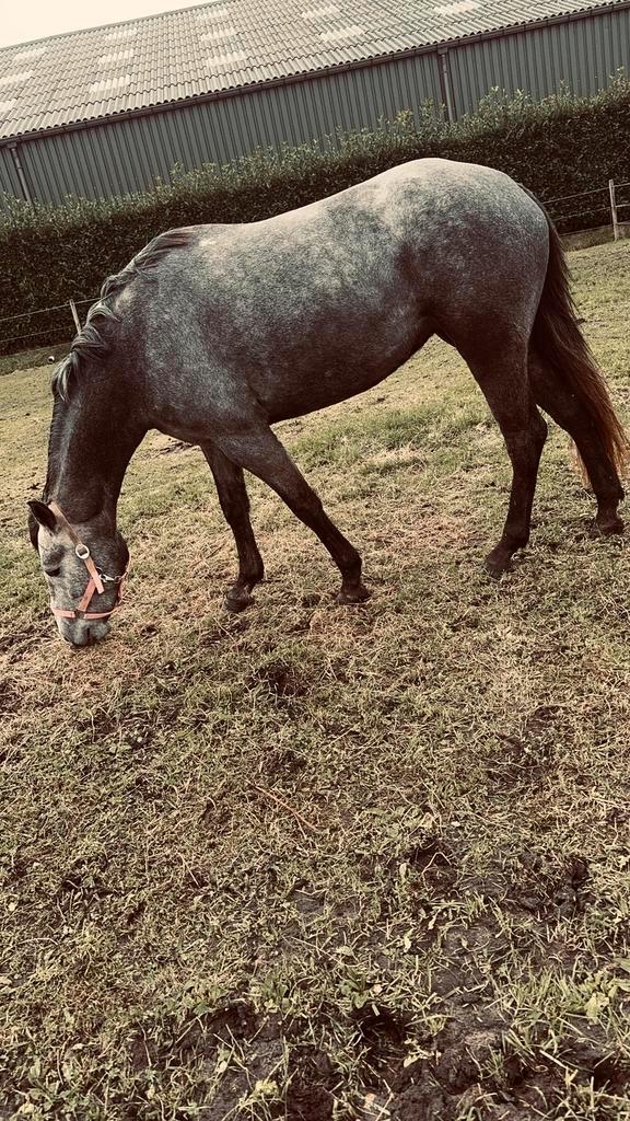 D/e pony gezocht, Dieren en Toebehoren, Pony's, Merrie, Onbeleerd