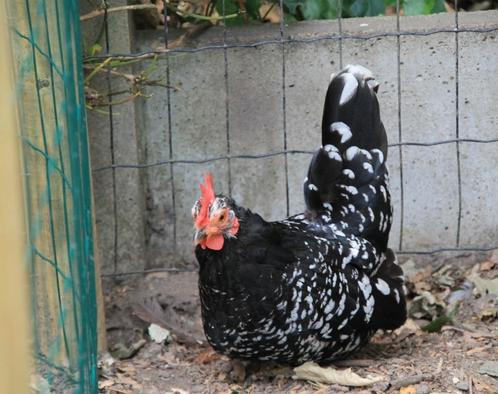 Chabo, Dieren en Toebehoren, Pluimvee