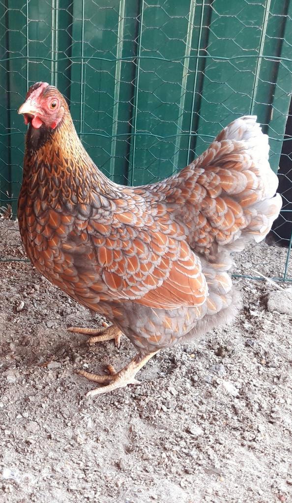Wyandotte krielkippen jonge hennen beschikbaar., Dieren en Toebehoren, Pluimvee, Kip, Vrouwelijk