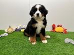 Berner Sennen pups, België, CDV (hondenziekte), Meerdere, Meerdere dieren