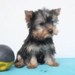 Yorkshire Terrier - Belgische pup te koop, CDV (hondenziekte), Meerdere, België, Reu