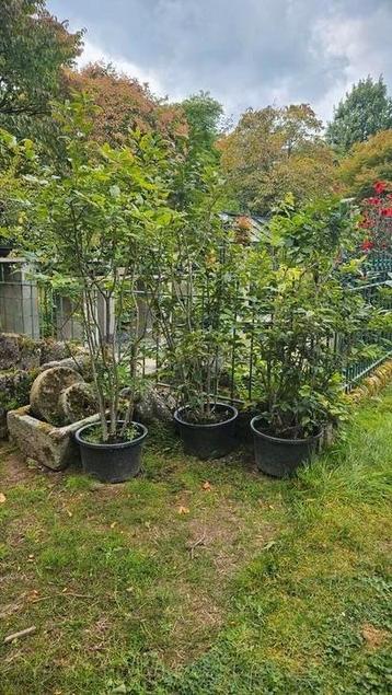Ilex serrata bevruchter Bonsai beschikbaar voor biedingen