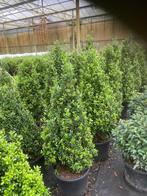 Ilex crenata kegels, Tuin en Terras, Planten | Struiken en Hagen, Ophalen of Verzenden, Taxus, Struik