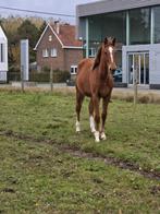 Costello tz x kato tz merrie, Dieren en Toebehoren, Paarden, Merrie, Springpaard, Gechipt, 0 tot 2 jaar