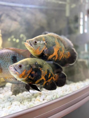 Cichlides oscar couple beschikbaar voor biedingen