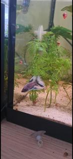Rare Betta en demi-lune violette, Poisson
