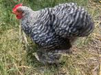 GRATIS cochin kriel haantje, Dieren en Toebehoren, Pluimvee, Mannelijk, Kip