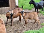 bokjes, Dieren en Toebehoren, Schapen, Geiten en Varkens