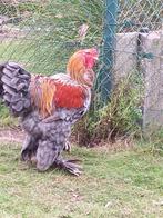 Brahma kippen, Dieren en Toebehoren, Meerdere dieren, Kip