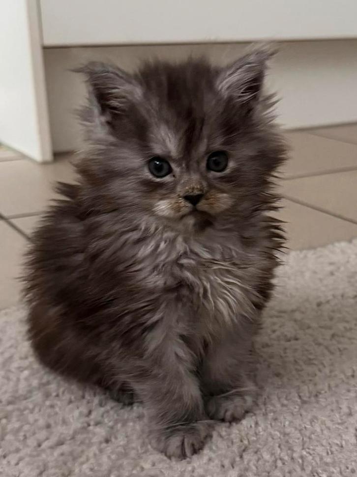 Prachtige Maine Coon posje, Animaux & Accessoires, Chats & Chatons | Chats de race | Poil long, Chatte ou Chat, 0 à 2 ans, Avec puce électronique