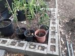 Jonge peren boompjes conference, Ophalen