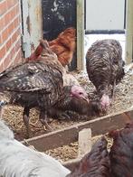 Kalkoenen, Dieren en Toebehoren, Pluimvee, Geslacht onbekend