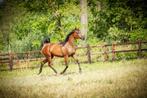 Arabisch volbloed paarden, Dieren en Toebehoren, Meerdere dieren, Gechipt, Niet van toepassing