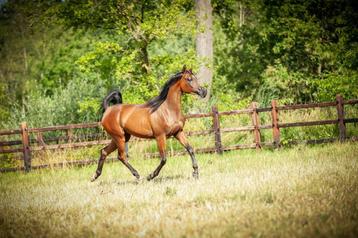 Chevaux pur-sang arabes