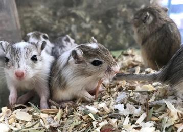8 jonge gerbils pups, Plusieurs animaux, Autres types, Domestique