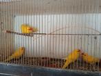 Kakariki