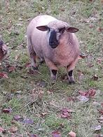 Kruising Suffolk/Hampshire down te koop, Dieren en Toebehoren