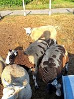 3 luxe baggerbonte rammen te koop, Dieren en Toebehoren, Schapen, Geiten en Varkens, Mannelijk, Schaap, 0 tot 2 jaar