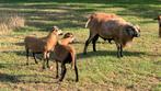Kameroen schaap ram, Dieren en Toebehoren, Schaap