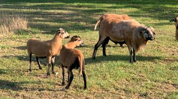 Kameroen schaap ram, Mouton