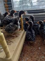 Mechelse koekoek kuikens, Dieren en Toebehoren, Pluimvee, Geslacht onbekend, Kip