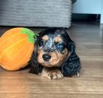 Langhaar dwerg kaninchen teckel pup,in huis grootgebracht !, Dieren en Toebehoren, Honden | Teckels en Dashonden, België, Fokker | Hobbymatig