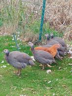 Parelhoenders, Dieren en Toebehoren, Pluimvee