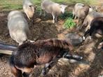 Tuin Laten begrazen!, Ophalen