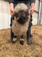 Walliser schwarznase fokkoppel, Dieren en Toebehoren, Schapen, Geiten en Varkens, Meerdere dieren, Schaap, 0 tot 2 jaar