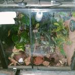 Biologische ingerichte terrarium  50x50x50, Dieren en Toebehoren, Reptielen en Amfibieën | Toebehoren, Terrarium of Paludarium