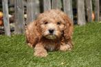 Prachtige cockapoo pups, Dieren en Toebehoren, België, Overige rassen, CDV (hondenziekte), 8 tot 15 weken