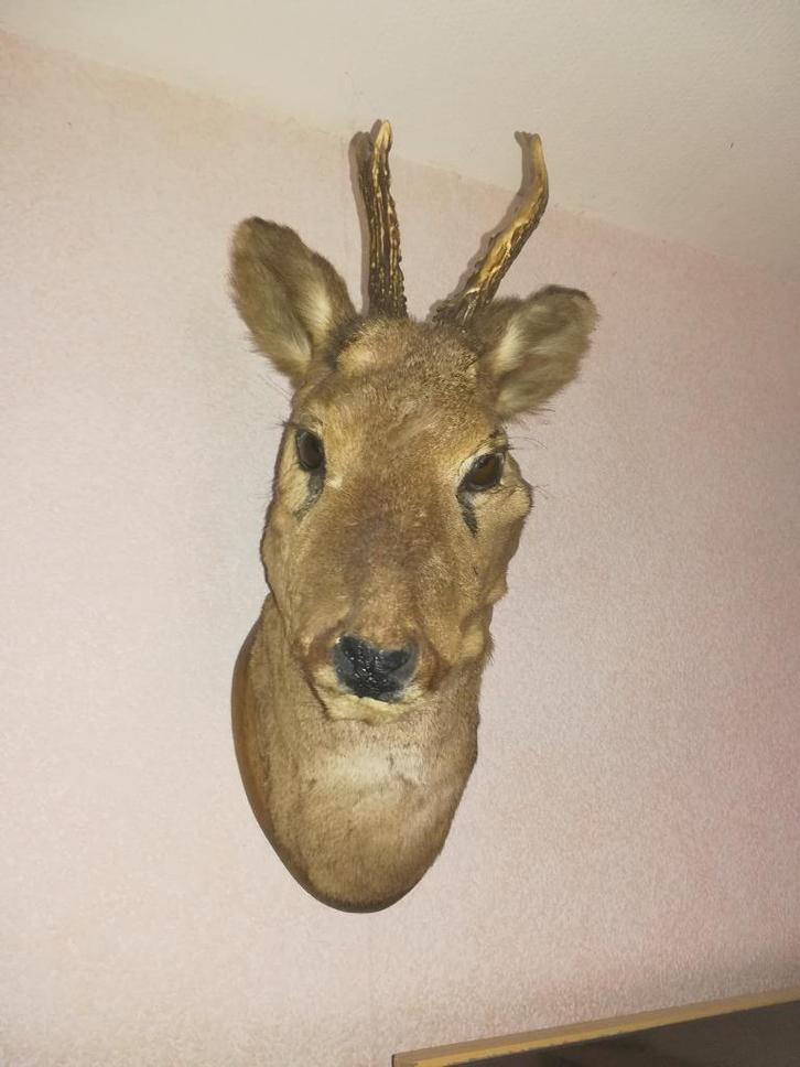 Opgezette ree kop, Verzamelen, Dierenverzamelingen, Zo goed als nieuw, Gewei of Kop, Hert, Ophalen of Verzenden