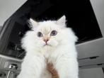 Britse langhaar, Dieren en Toebehoren, Katten en Kittens | Raskatten | Langhaar, Kater, Gechipt, 0 tot 2 jaar