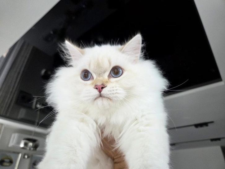Britse langhaar, Dieren en Toebehoren, Katten en Kittens | Raskatten | Langhaar, Kater, 0 tot 2 jaar, Met stamboom, Gechipt, Ontwormd
