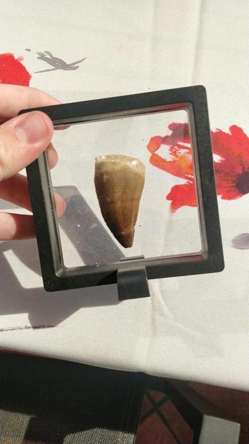 Mosasaurus tanden in standaard uit Marokko, Verzamelen, Mineralen en Fossielen, Fossiel, Ophalen of Verzenden