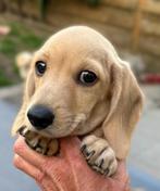 Prachtige dwerrgteckel crème reu, Dieren en Toebehoren, Honden | Teckels en Dashonden, België, HCC (leverziekte), 15 weken tot 1 jaar